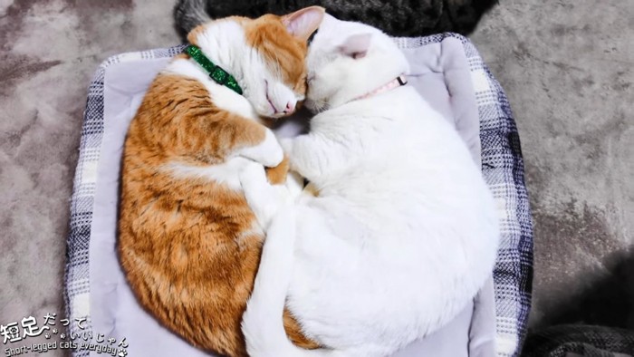 向かい合って寝る2匹の猫