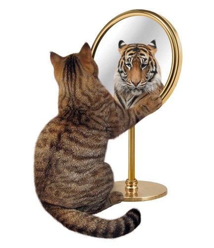 猫が鏡を見ると虎の顔がうつる