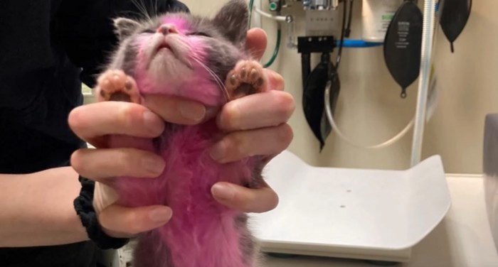 診察台の上にピンクに染められた子猫