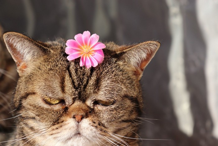 花を頭に乗せられた猫