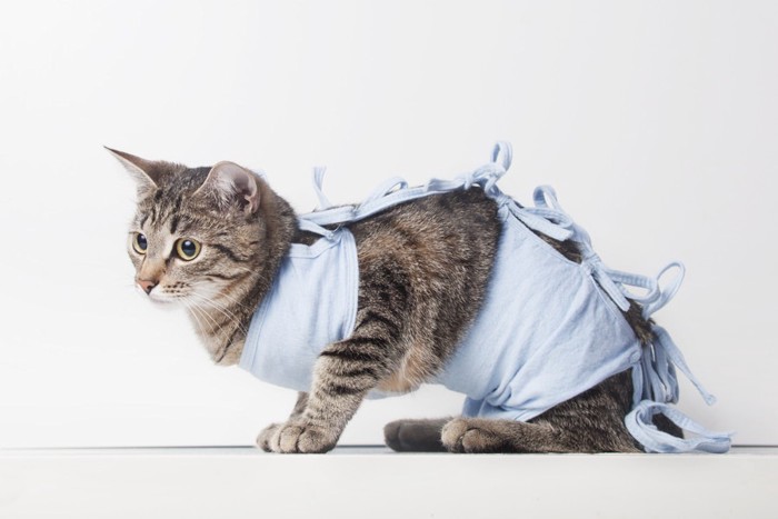 手術後の洋服を着る猫