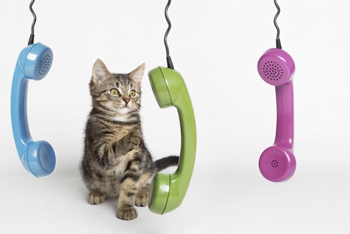 子猫と電話