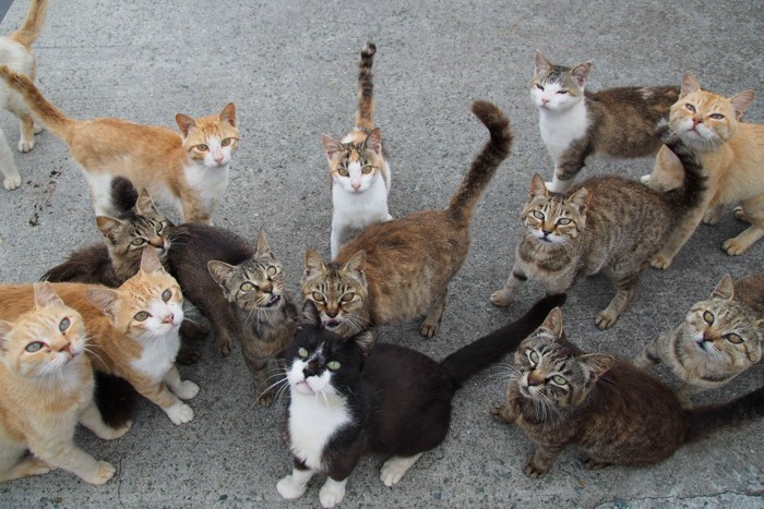 外猫の集団