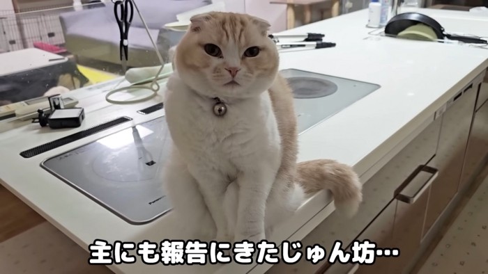キッチンに座る猫