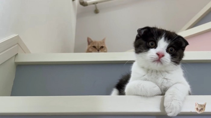 階段と子猫