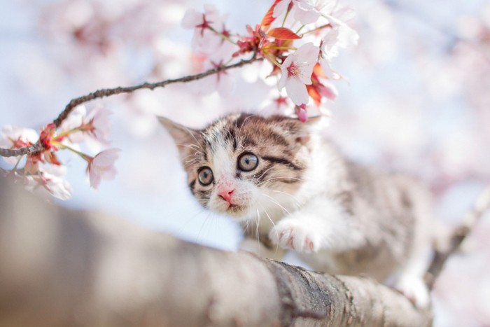 木の枝の上を歩く猫