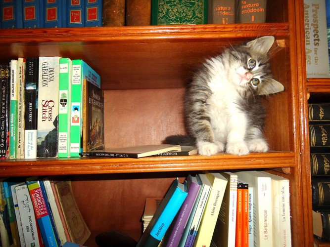 本棚の上の子猫