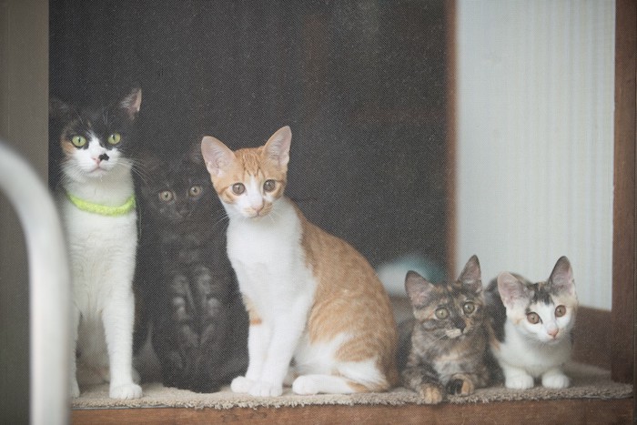 外を見ている一緒に暮らす五匹の猫