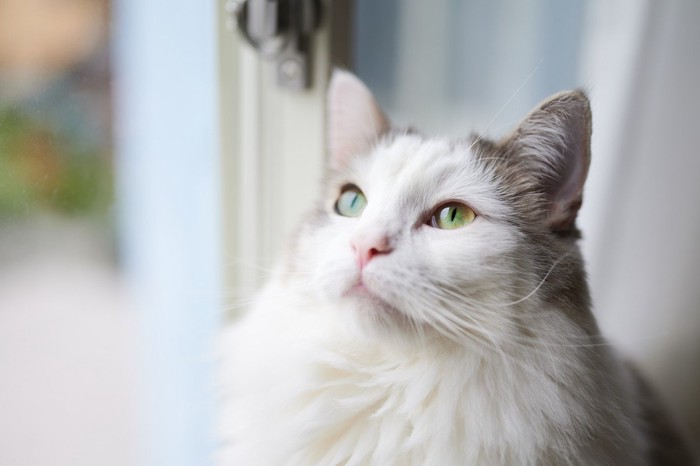 窓際の白猫