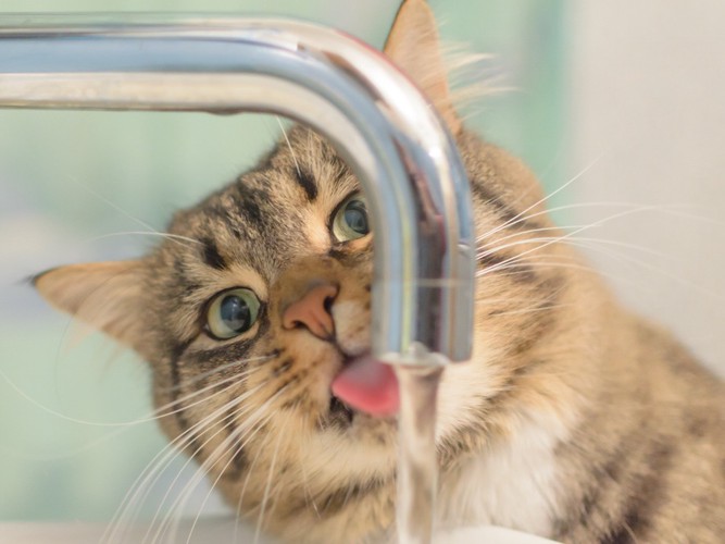 蛇口から水を飲む猫のアップ