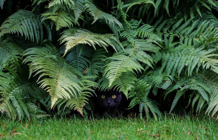 藪に隠れる猫