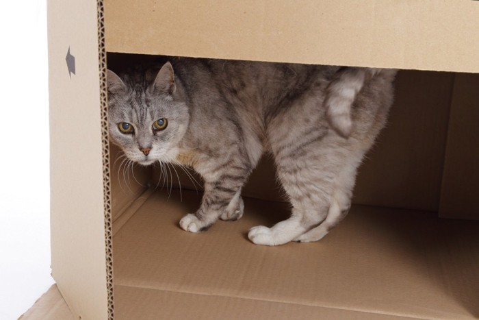箱の中に逃げる猫