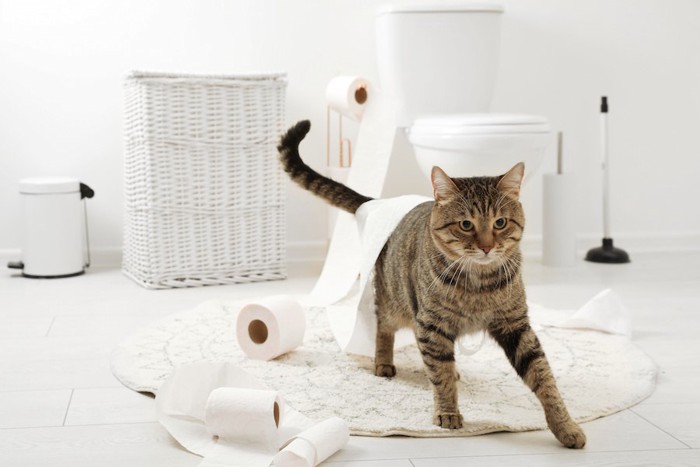 トイレットペーパーを散らかして遊ぶ猫