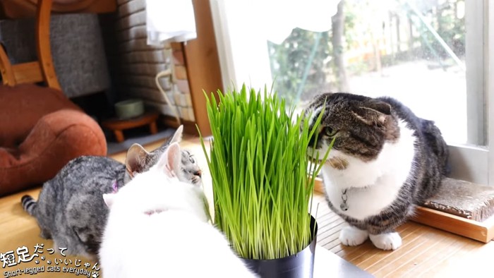 猫草に集まる猫たち