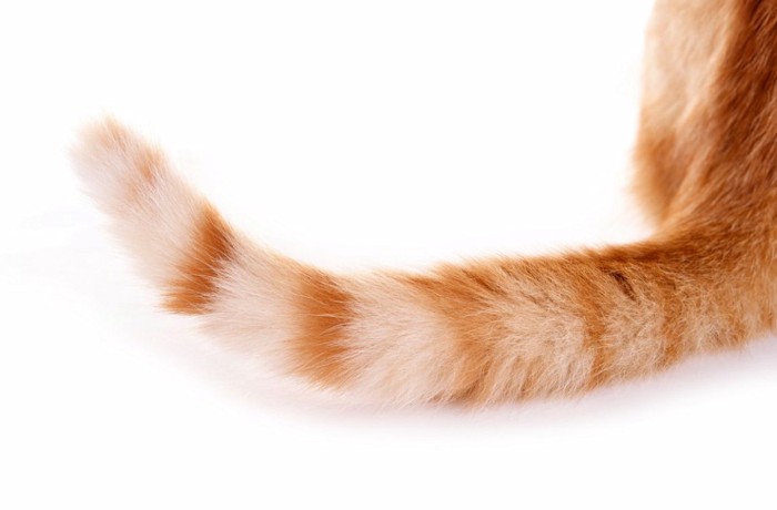 長いしっぽの猫