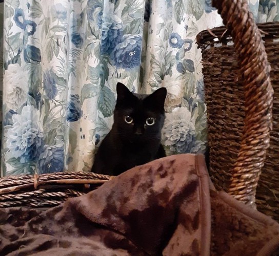 ひょっこり顔を覗かせる黒猫
