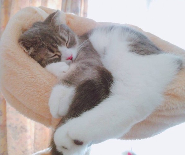 キャットタワーで寝る猫