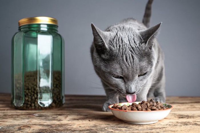 キャットフードを食べるグレーの猫