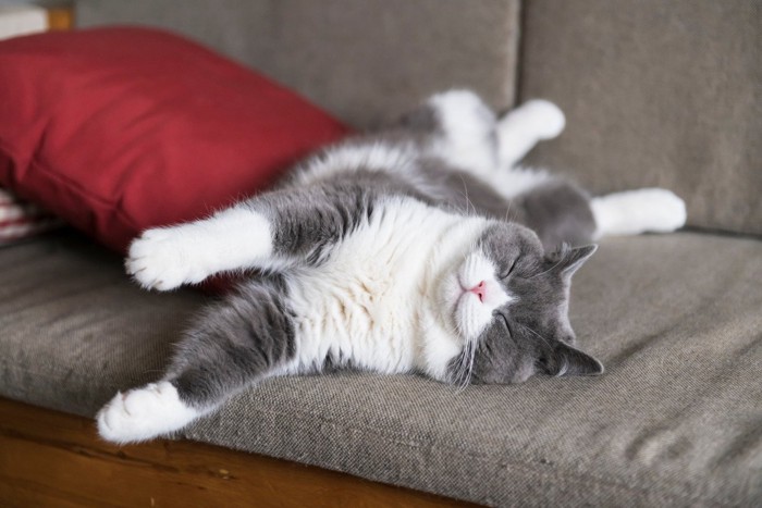 足を伸ばしてソファで眠る猫