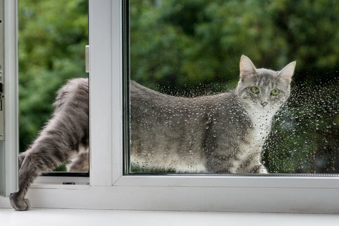 窓から外に出て行く猫
