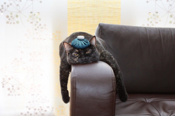 ソファーで伸びている猫