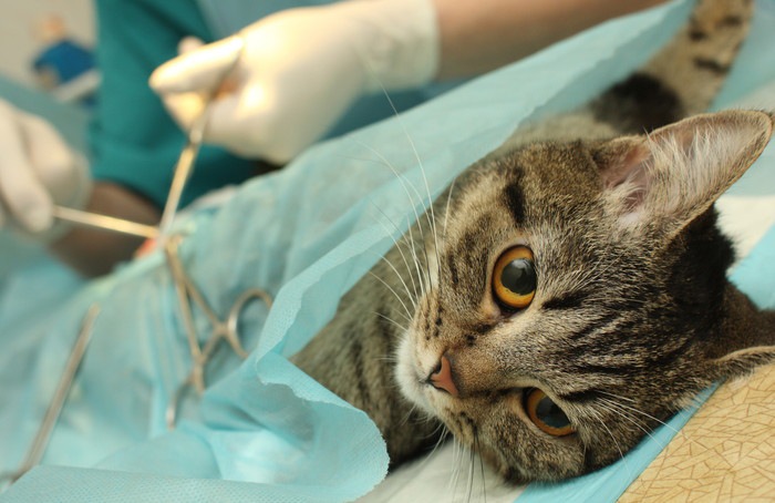 去勢手術を受ける猫