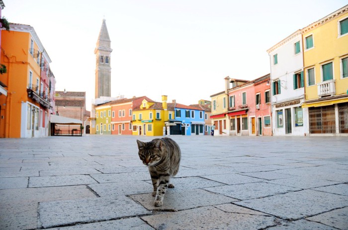 ベネチアの町を歩く猫