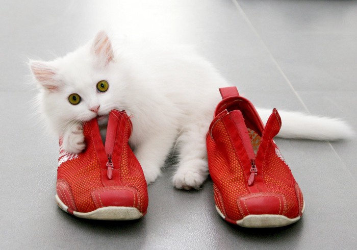 赤い靴と白猫