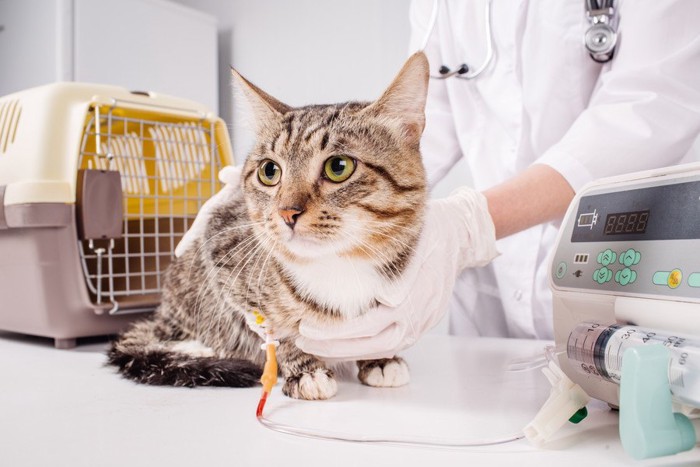 病医で治療される猫