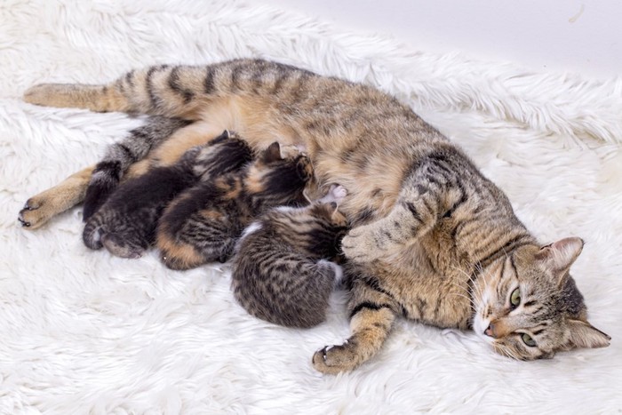カーペットの上で授乳する母猫