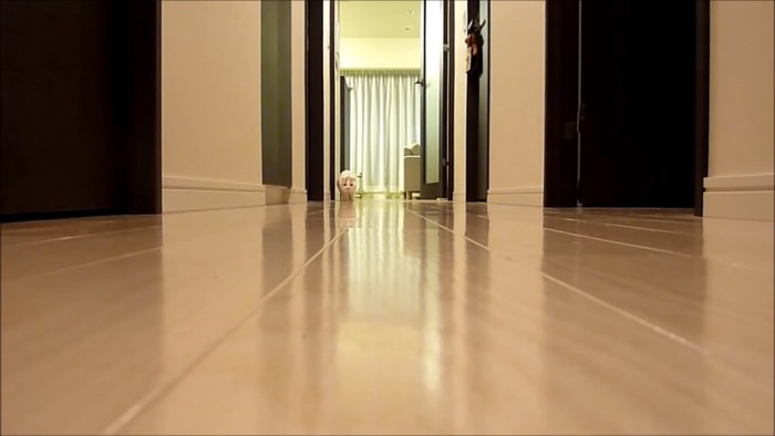 廊下の奥にいる姿勢を低くする猫