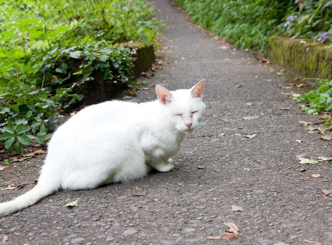 道端の白猫