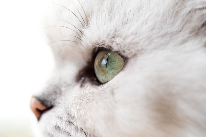 きれいな瞳の猫の横顔アップ