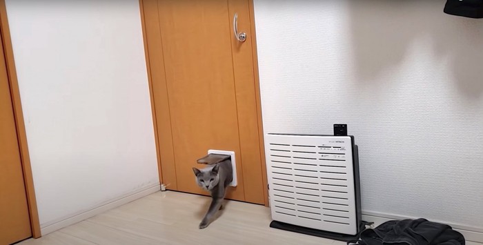 ドアから顔を覗かせる猫
