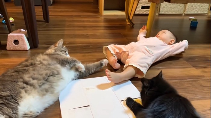 仰向けの赤ちゃんと遊ぶ2匹の猫
