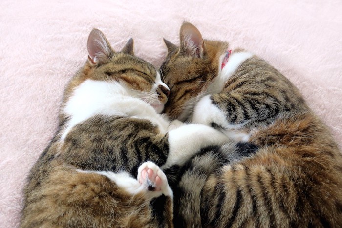 くっついて眠る二匹の猫