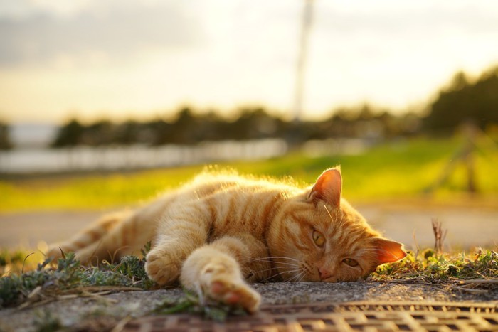 夕焼けに照らされて横たわる猫