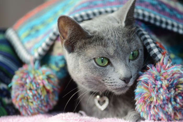 Russian Blue Cat in the blanket