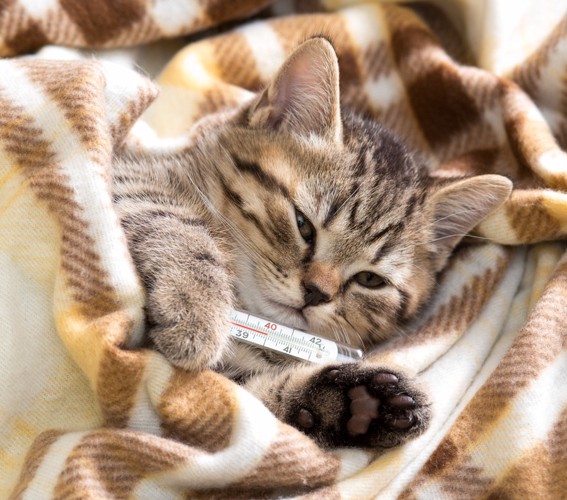 風邪を自然治癒させる途中の猫