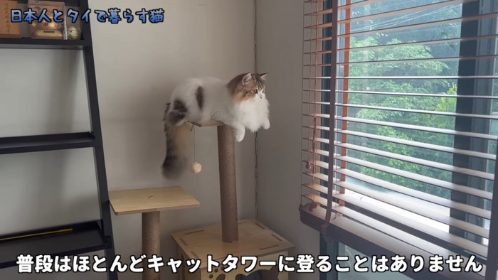 キャットタワーに乗る猫