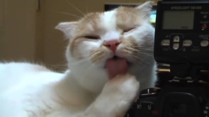 舌が見える猫