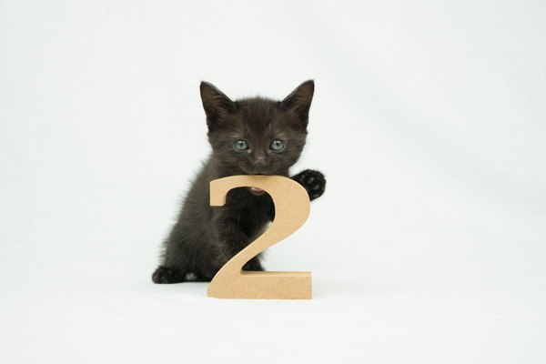 2の数字と黒猫の子猫