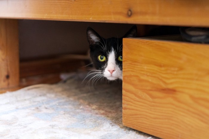 ベッドの下に隠れる猫