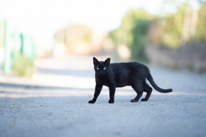 道路にいる黒猫