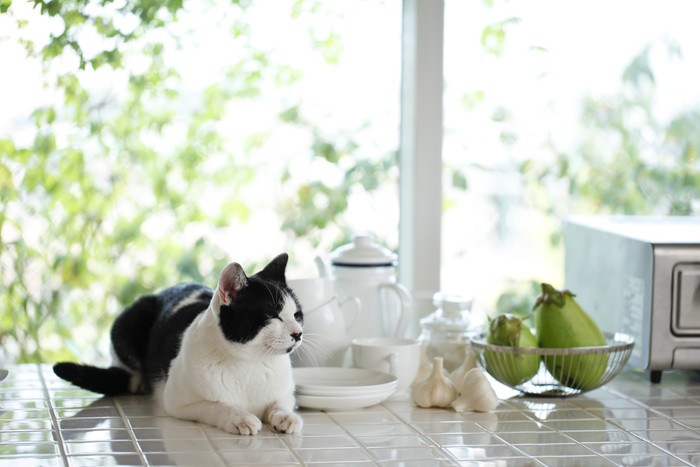 猫と台所