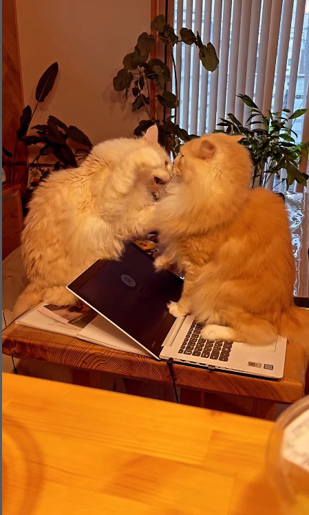 パソコンの上で喧嘩を始めてしまう猫たち