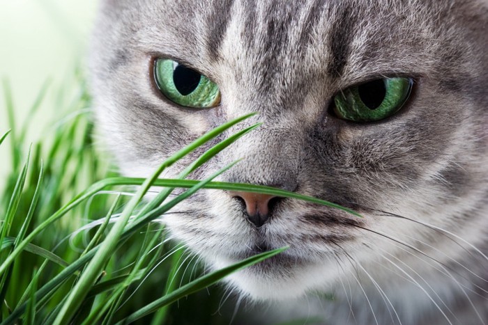 葉っぱと緑の目の猫