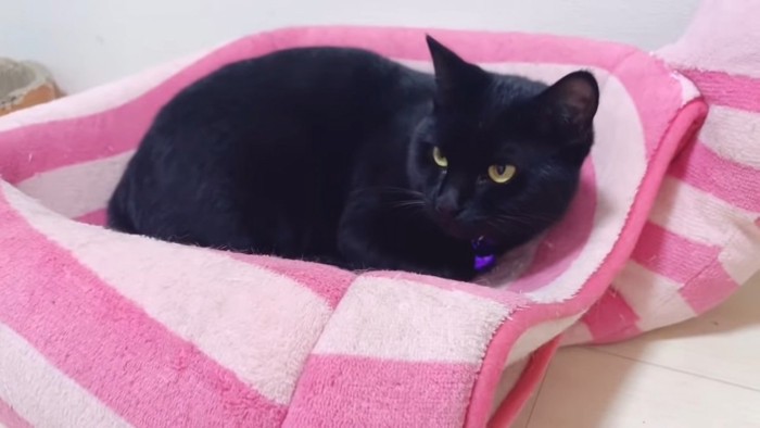 猫ベッドにいる黒猫