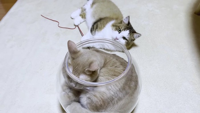 猫鉢の奥に寝そべる猫