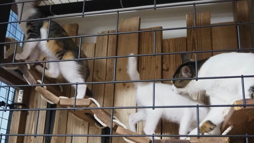 吊り橋を渡る3匹の猫